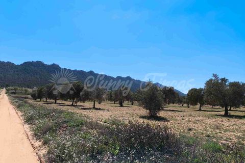 Helårsgrund i Yecla, Murcia, Yecla - € 26.500 | Ref: SF0526 - foto 13